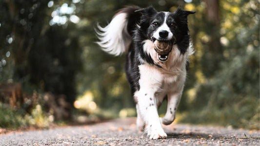 Herbst-Winter-Erkältungszeit:  Immunsystem stärken Hund!? Geht das? Warum Immunität auch durch den Magen geht