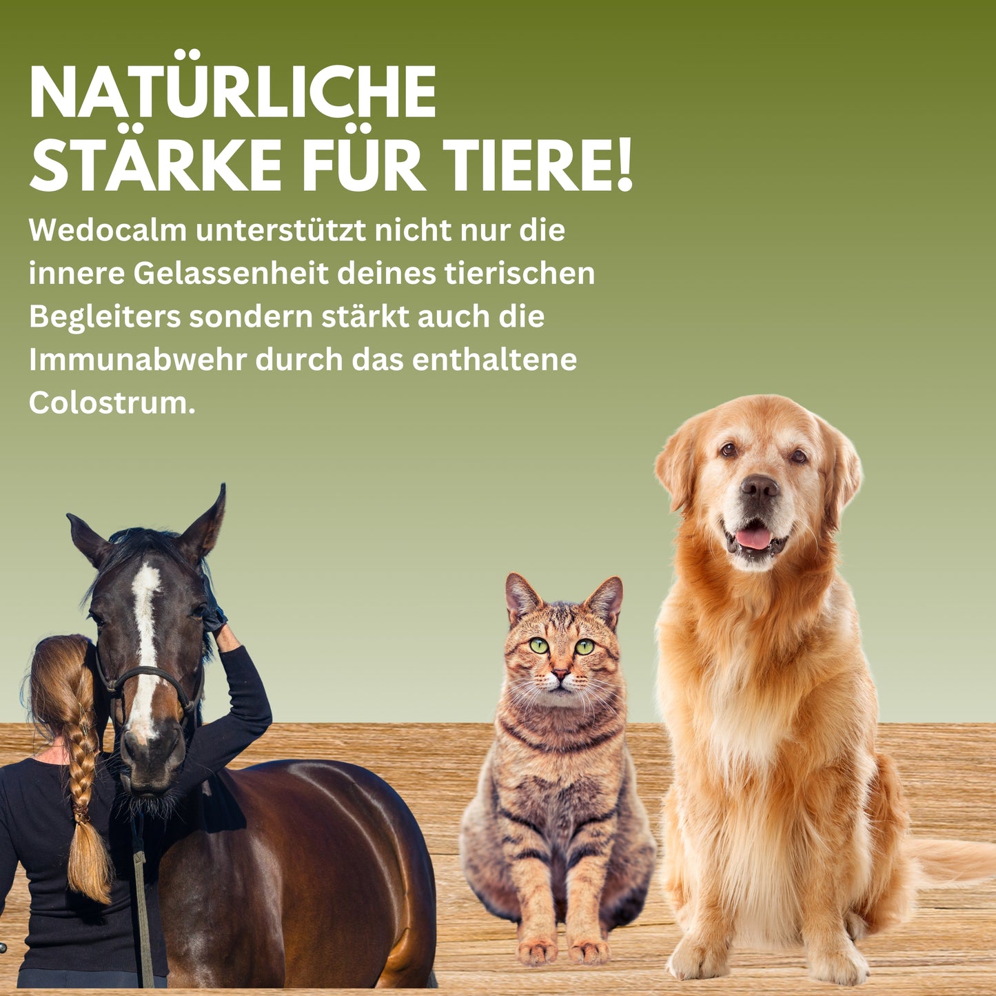 vetDocs Wedocalm Beruhigungspaste Hund Katze Pferd 30ml