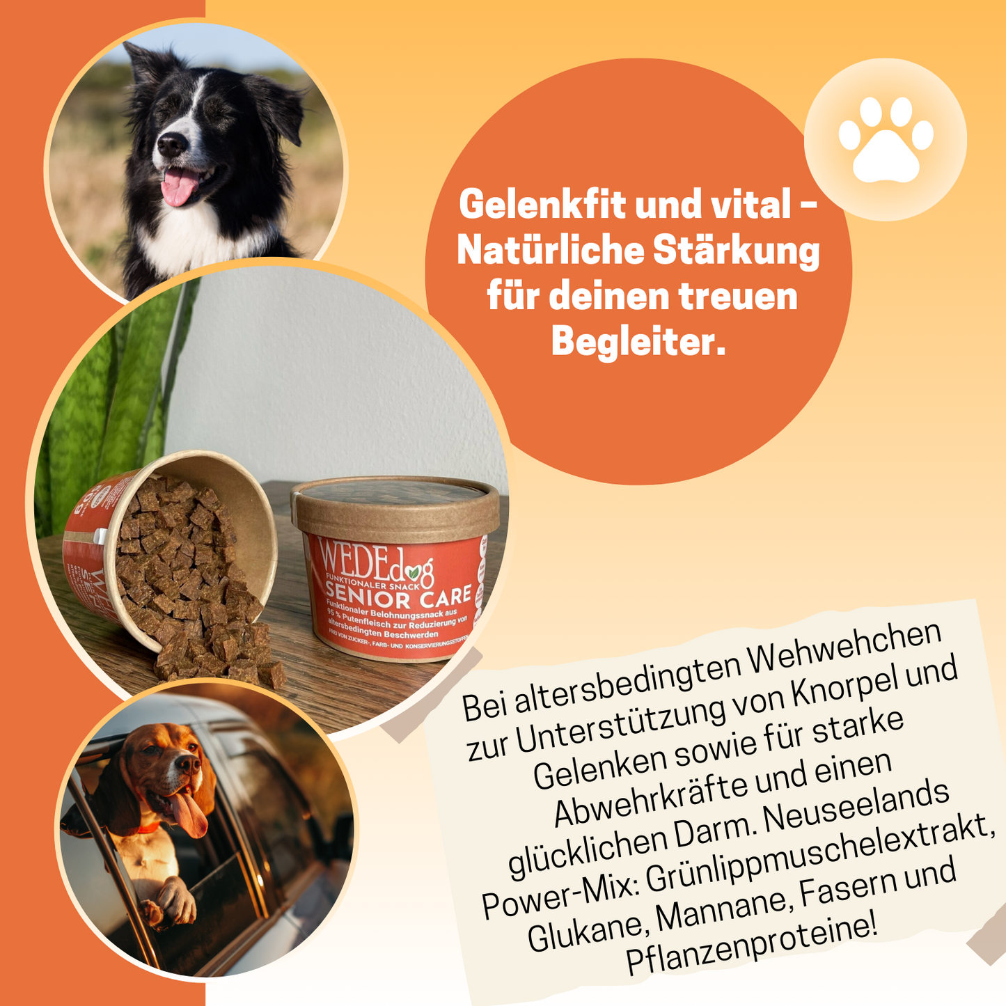 Hundekausnack WEDEdog SENIOR CARE 80g I Gelenkprobleme Hund I Senior Futter Hund I Verdauungs-Snacks für Hunde