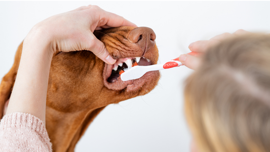 Sinnvolle Zahnpflege für den Hund