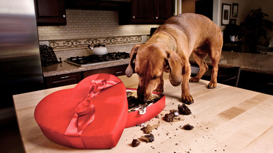 Schokolade Hund Quick Check I 6 wichtige Fakten zu Schokolade bei Hunden I WEDEfacts