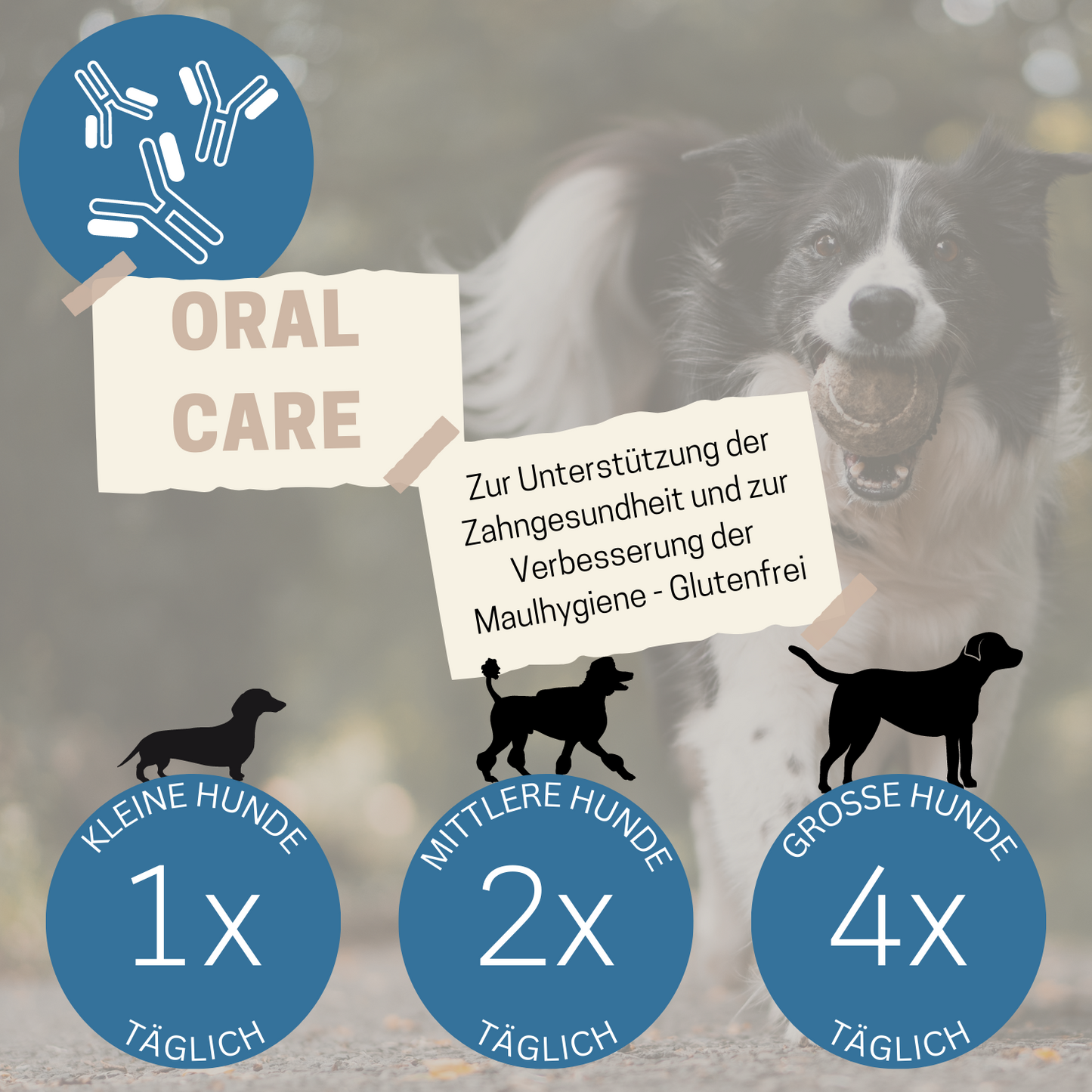 Hundekausnack I Zahnpflege für Hunde I WEDEdog ORAL CARE I Zahngesundheit Hund I Zahnhygiene Hund I 80g